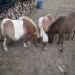 boerderij <br>3 pony's en kleine geitjes , kippen en schaapjes lopen ook op het goed omheind domein. Ook deze zijn over te nemen.