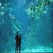 Het grootste aquarium van Europa <br>Nausicaa ongetwijfeld de belangrijkste trekpleister van Boulogne voor gans het gezin...op 500 meter van het appartement