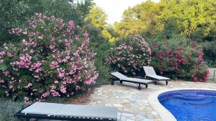 Oleanders in volle bloei