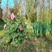 Tuin