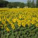 bloemenzee