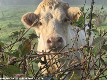 Dit kan uw nieuwe buurvrouw zijn tijdens uw vakantie