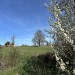 achtertuin