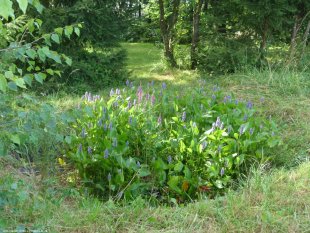 jardin de 2500m² 