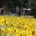 Woonhuis - Woonhuis met zonnebloemen voor de tuin