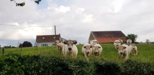 Charolais koeien