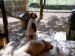 Fleurtje en Nala <br>De honden op de veranda op de hondenzakken. Ze liggen in de schaduw. Zicht op het hoge hek: loopt rondom gehele terrein.