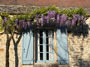 Blauweregen bij keukenraam