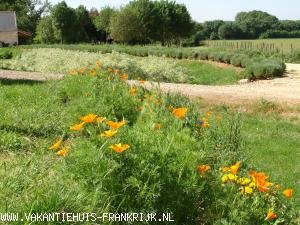 (Vakantie) woning: Privé gelegen cabane de vigne in de Loirevallei te huur in Indre et Loire (Frankrijk).