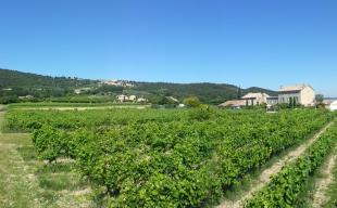 Vakantiehuis: Karaktervol vakantiehuis aan de voet van de Mont Ventoux als deel van voormalige wijnboerderij met gemeenschappelijk zwembad in de Provence.