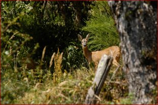 En af en toe visite !
