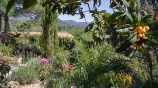 Tuin.  Nèfle of Loquat aan de boom.