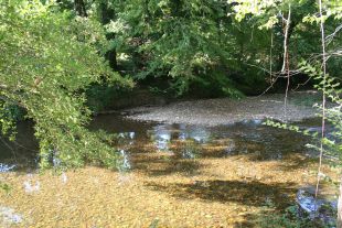 zwemmen in de rivier