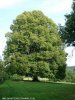 De grote lindeboom in het veld