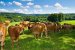 De "vaches limousines" het bekende koeienras van de Limousin 