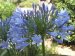 Bloeiende agapanthus