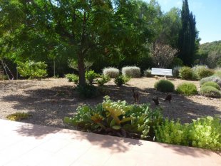 tuin met schaduwrijke boom