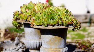 Vetplanten in potten.