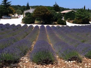 bij het Lavendelmuseum