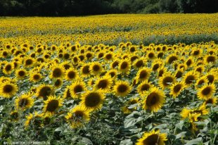 Prachtige zonnebloemvelden <br>Overal in de omgeving kunt u genieten van weilanden, tarwe- en zonnebloemenvelden.