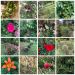 Tuin vol met mooie planten en bloemen <br>Geurende planten: sterjasmijn, kamperfoelie, lavendel. Bijzondere bloemen; lampenpoetser, feijoa, yucca, En verder rozen, oleanders, aloe vera, diverse cactussen, vijg, appelboom, eucalyptus, olijfbo