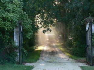 castle driveway <br>Oprijlaan met grote platanen, castle driveway