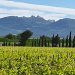 les Dentelles <br>uitzicht vanaf het terras