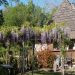 Garden <br>Wysteria (blauwe regen) covered garden shelter