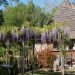 Garden <br>Wysteria (blauwe regen) covered garden shelter