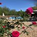 View of the Swimming pool <br>View of the swimming pool through the rose bushes