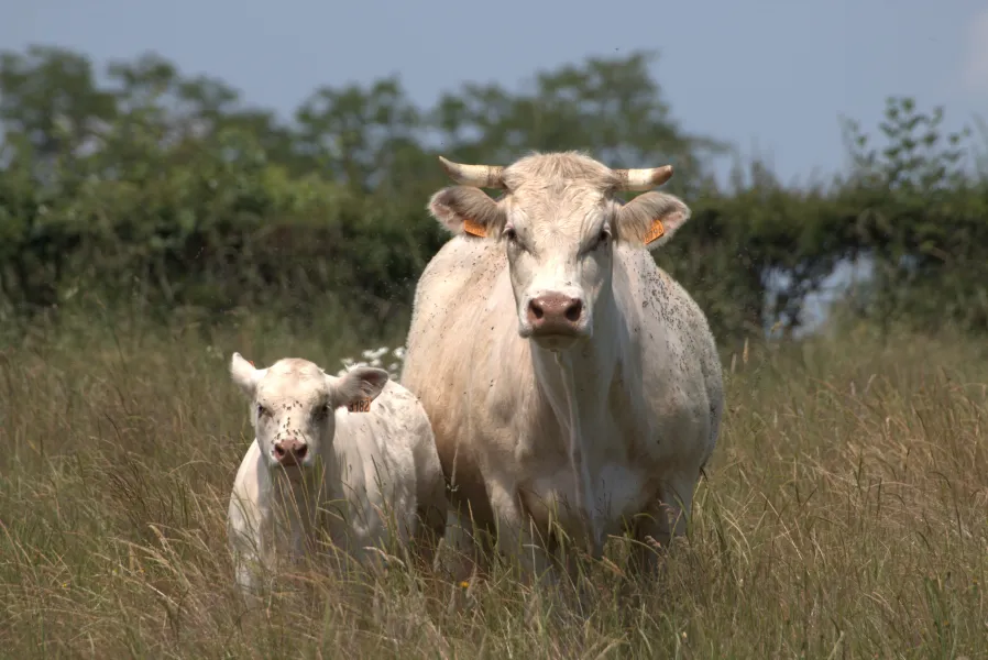 Het groene coulisselandschap van de Bourbonnais, met witte charolaiskoeien.