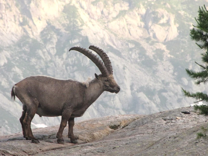 Wilde dieren in Parc National du Mercantour,