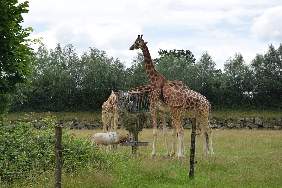 Giraffes in Parc Animalier de Branféré
