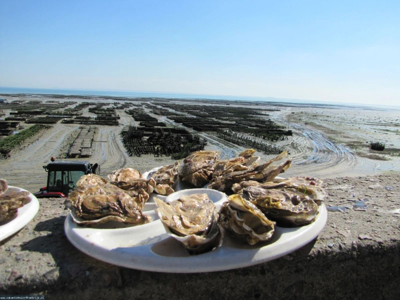 Oesterparken bij laag water met vissers die de dagelijkse oogst verzamelen