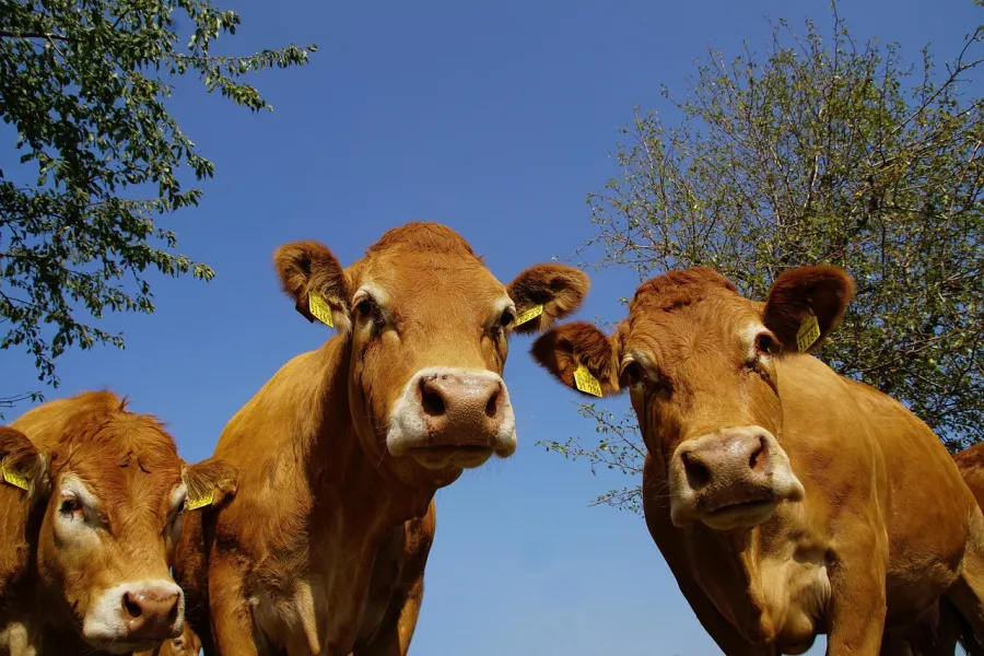 Goudrode limousin koeien in de Corrèze