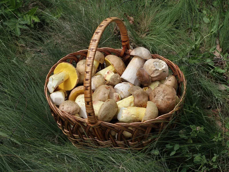 Veel paddenstoelen zijn eetbaar in de Corrèze. Maar pluk ze met iemand die ervaren is!