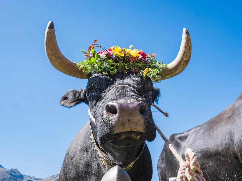 Koeien met bloemenkronen tijdens de Retour des Alpages.
