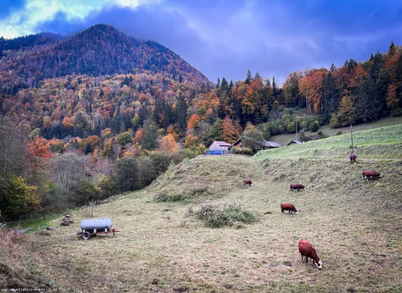 Grazende koeien in een alpenweide