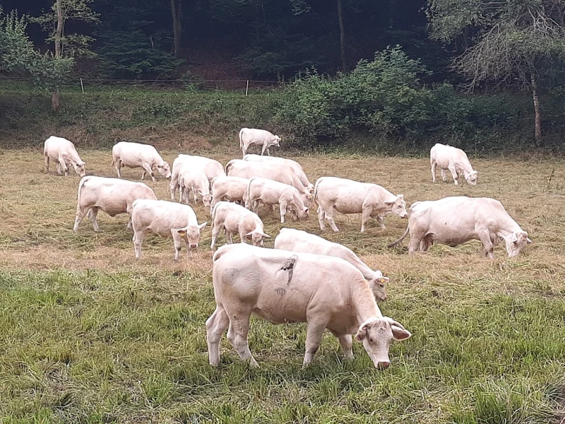 Charolais rundvee grazend in de weilanden van Saône-et-Loire