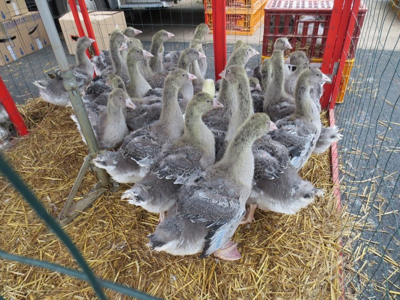 Hier verkopen de boeren hun beroemde Bresse kippen, eenden en andere pluimvee.