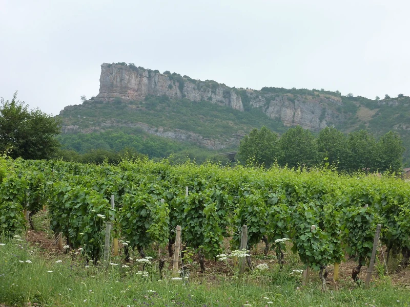 Wijngaard Pouilly-Fuissé nabij de rots van Solutré