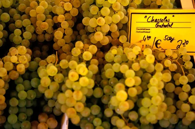 Trossen chasselas van Moissac, de gouden tafeldruif van de Tarn-et-Garonne.