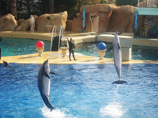 Waterfeest met dolfijnenshow