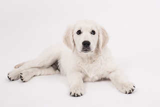 Duidelijk maken speler Haan Vakantiehuis huren + uw hond is welkom