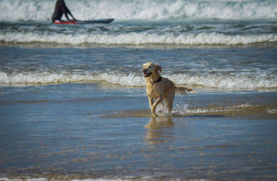 Hond in de zee.