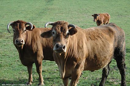 In de Corrèze grazen de meeste Limousin koeien