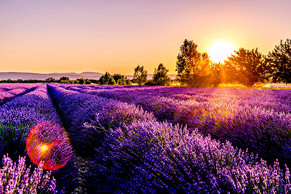 Lavendel veld in de Provence.